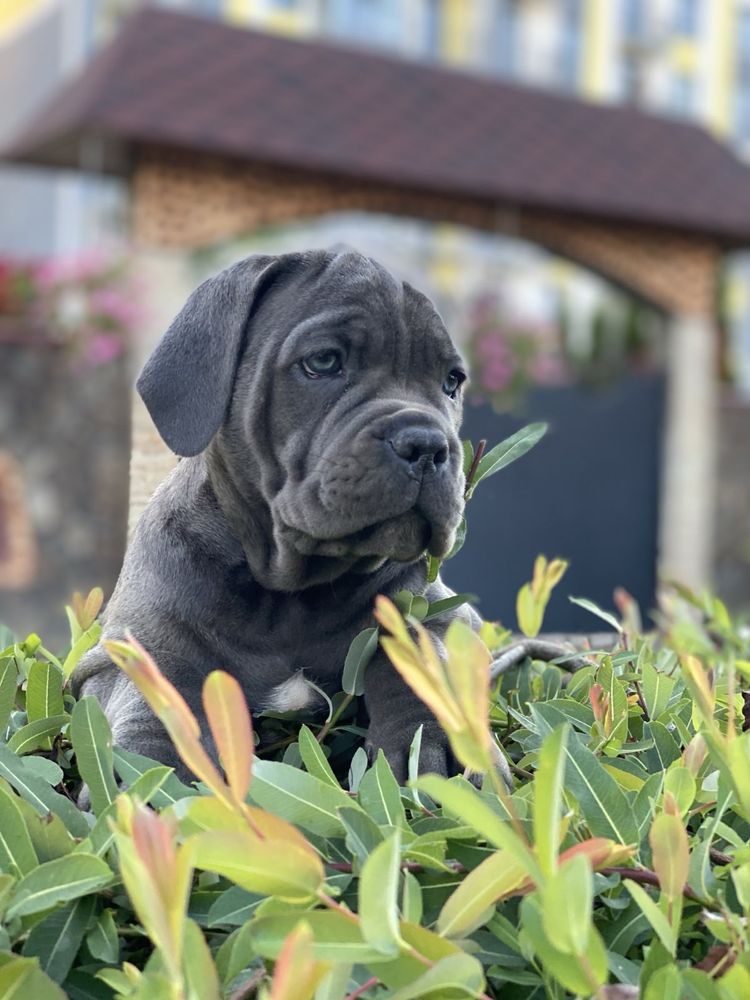 Топ щенки офііційного питомника-Cane corso
