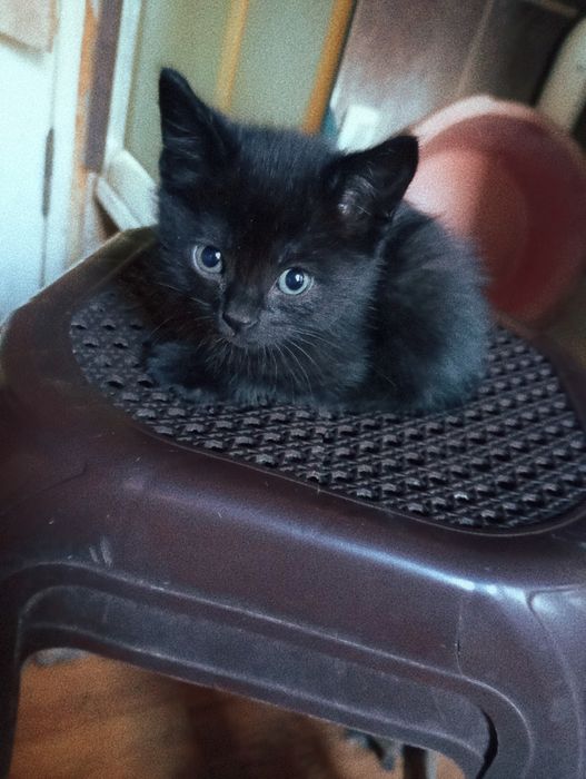 Отдам котят в хорошие руки