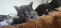 Maine Coon kotka niebieska solid