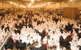 Kury Rosa mlode nioski z własnej FERMY DROBIU z wolnego wybiegu.DOWÓZ.