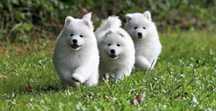 Samoyed szczeniak gotowy do zmiany domu