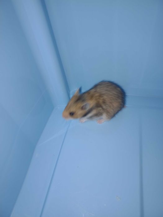 Chomik syryjski dziewczynka odbiór od 1 grudnia