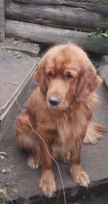 Suczka golden retriever z rodowodem