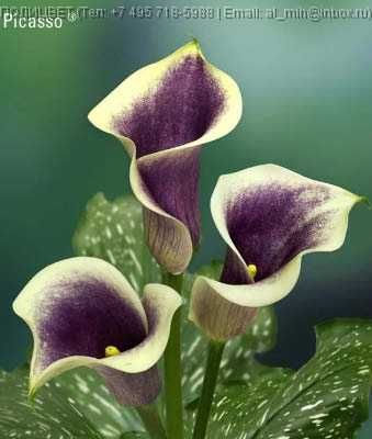 Цветные каллы  клубни