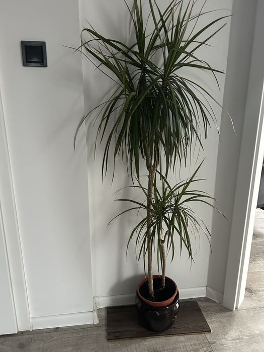 Kwiat piekny ok160cm