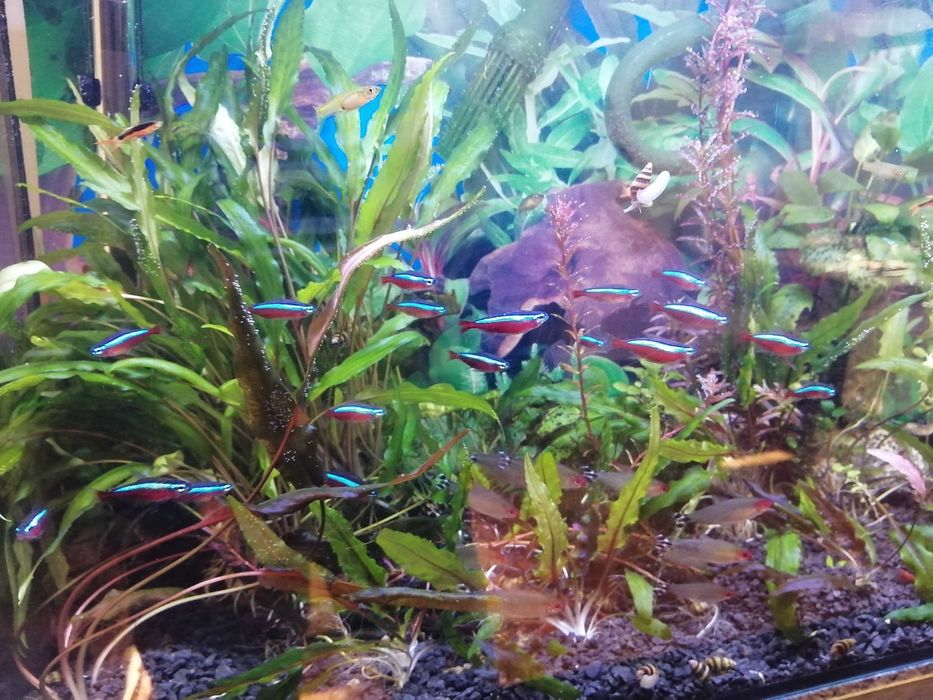 akwarium z oświetleniem i dodatkami 80L.