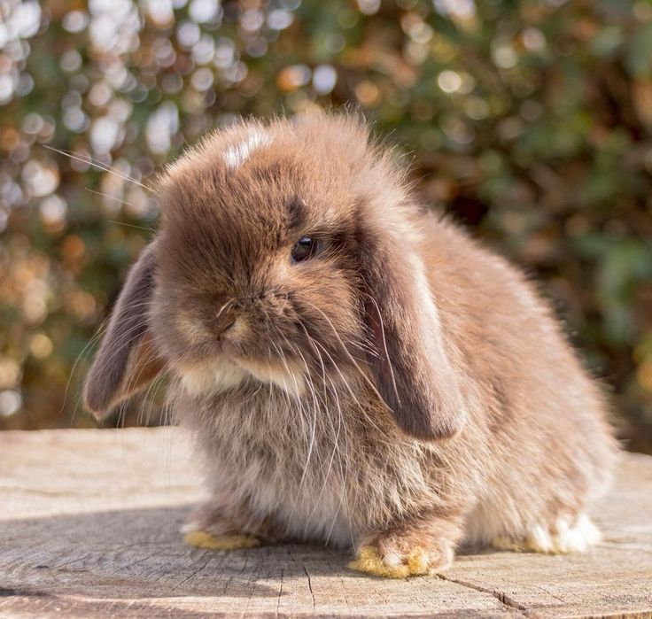 KIT Coelhos anões orelhudos, mini lop adoráveis e super inteligentes