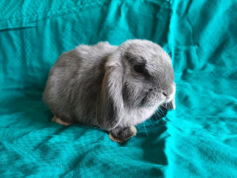 Króliki miniaturki, Mini Lop