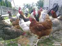 Ferma sprzeda kury op31