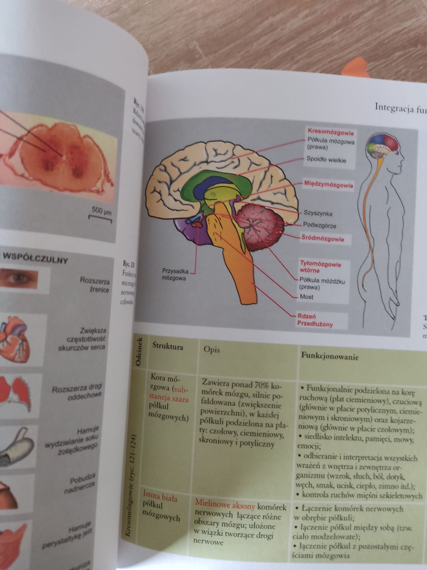 Tablice biologiczne - repetytorium z biologii