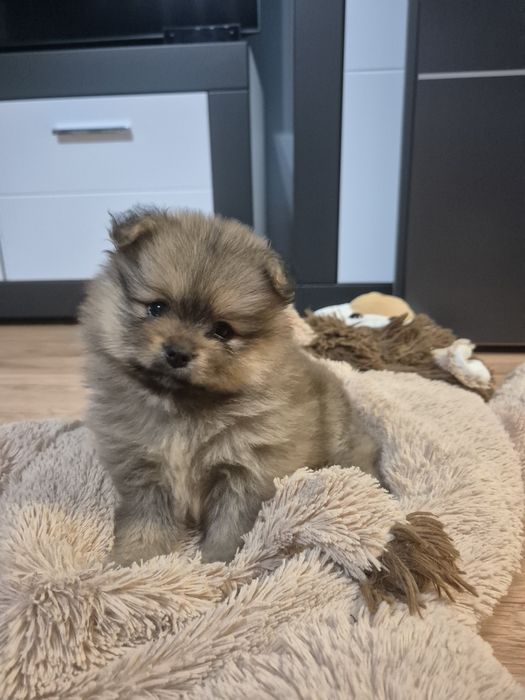 Szpic miniaturowy - suczka - odbior grudzień