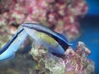 Labroides dimidiatus,  morskie