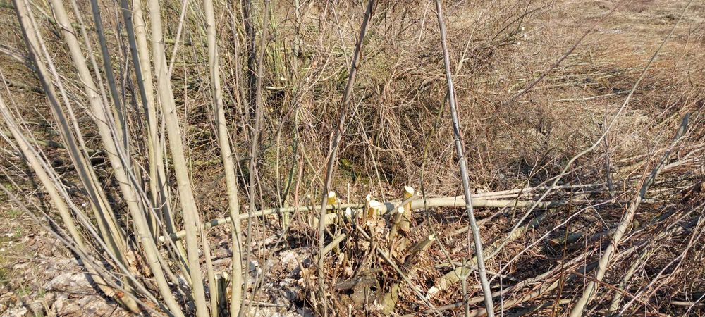 Oddam za darmo drzewo