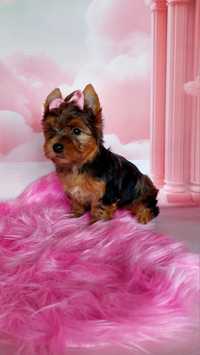 Suczka Yorkshire terrier merle