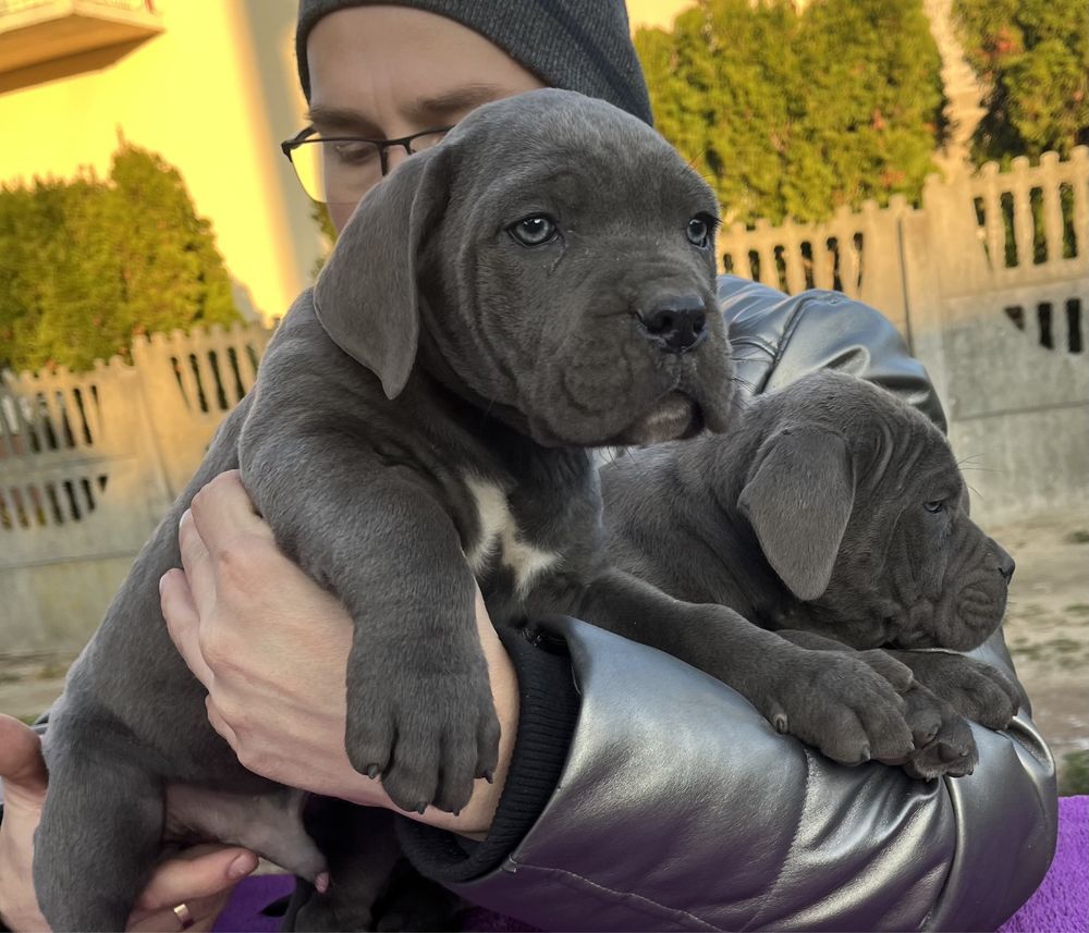 Cane Corso mocny pies