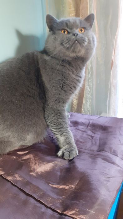 Вязка котов шотландец страйд (прямоухий)