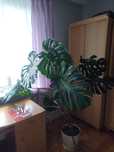 Monstera duże liście z dziurami