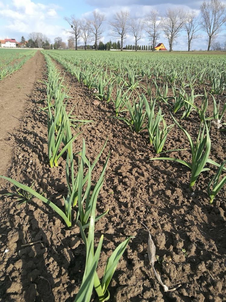 Czosnek zimowy Harnaś duze główki 6-7 cm