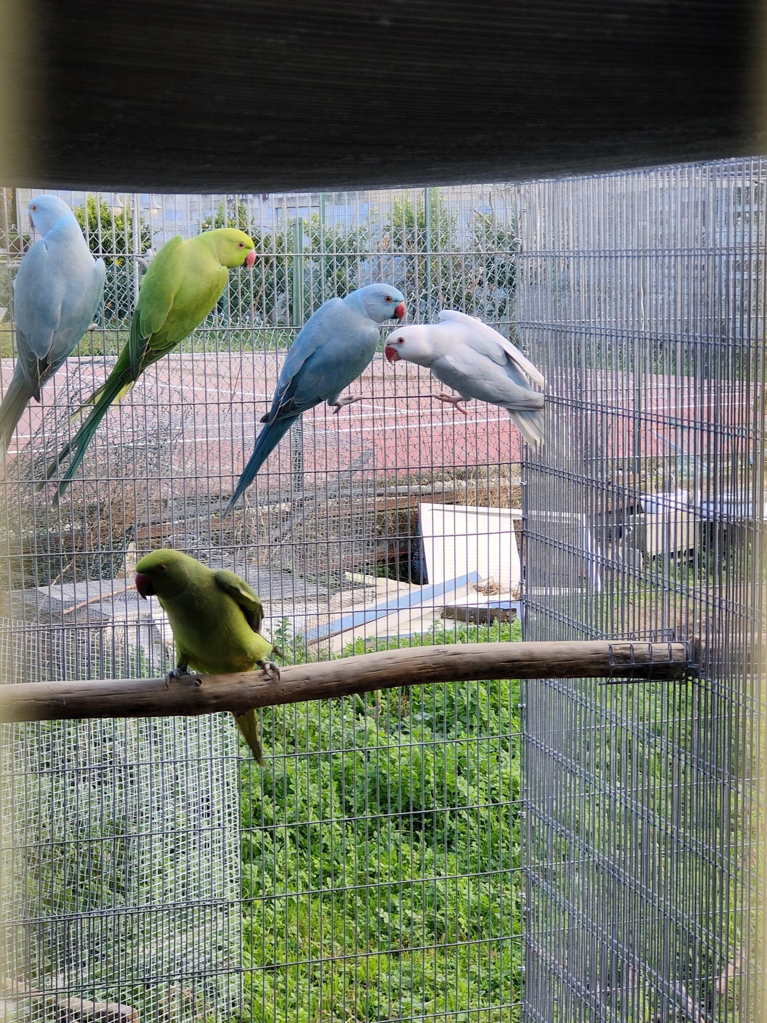 Ring Necks Cedência