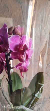 Орхидейка мини розовая