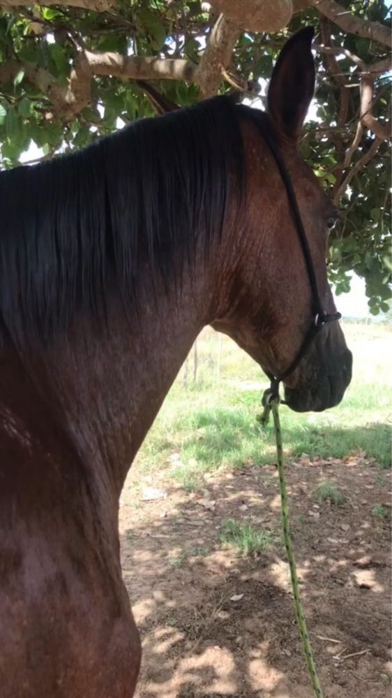 Cavalo jovem castanho escuro e amigavel