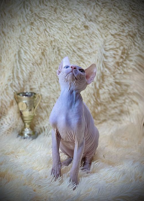 Разноглазый Канадский сфинкс, клуб родословная WCF, доставка заграницу