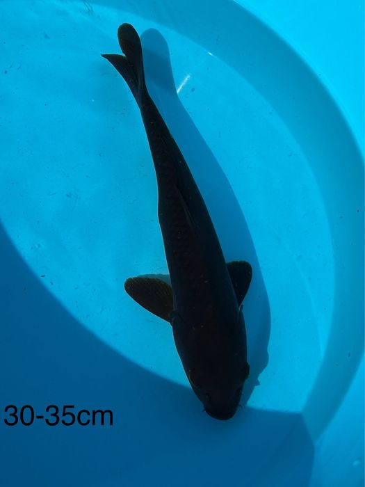 Carpas Koi Chagoi 20-55cm - PROMOCAO BLACK FRIDAY