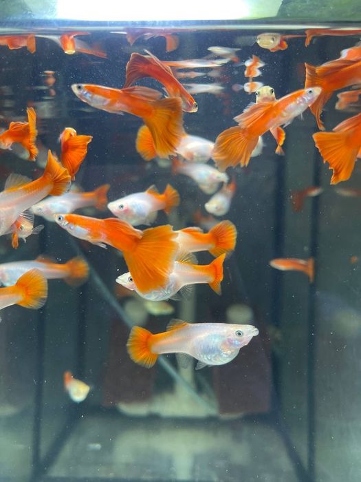 Акваріумні рибки