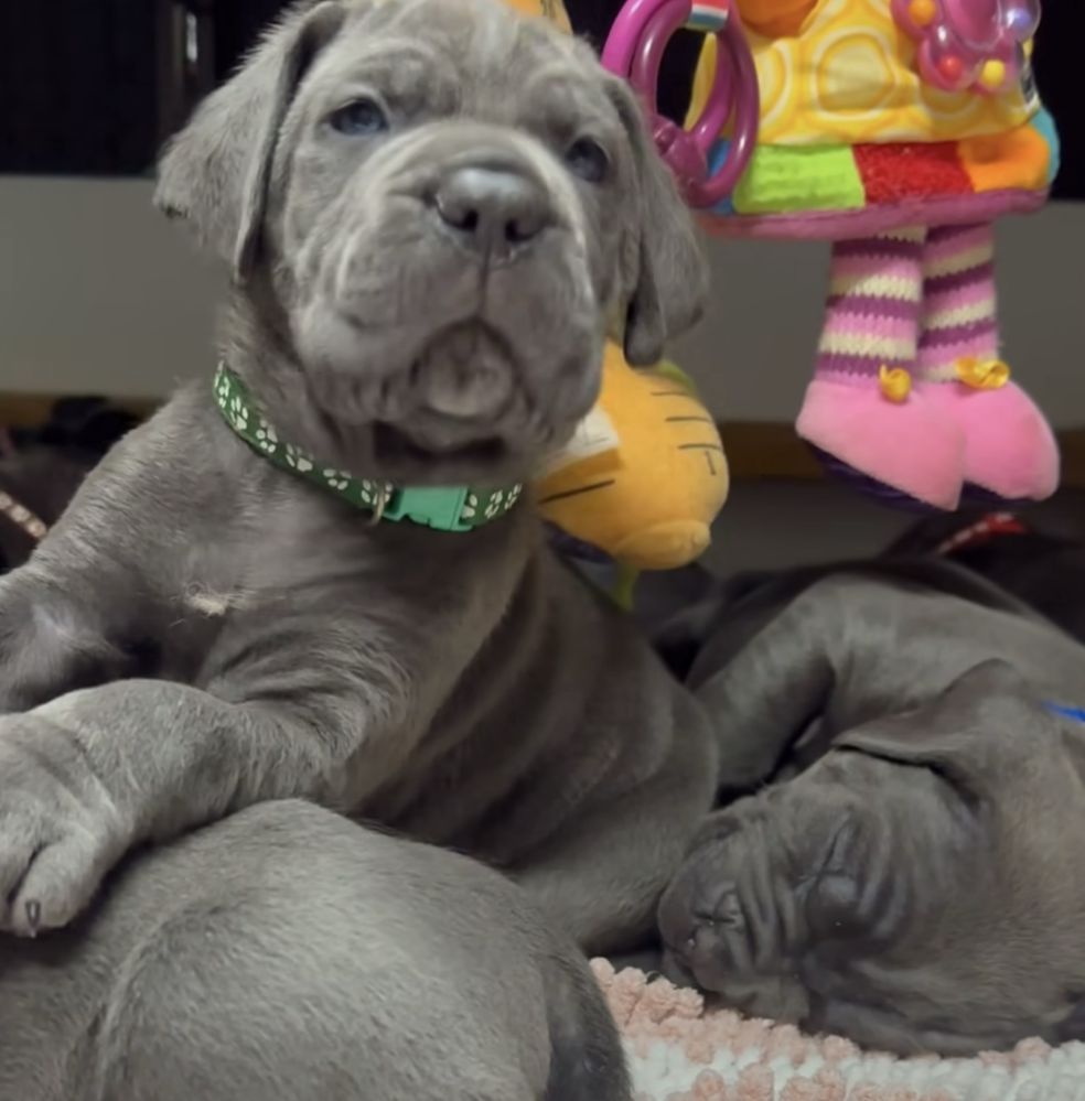 Щастя поруч Львівському питомнику-Cane corso