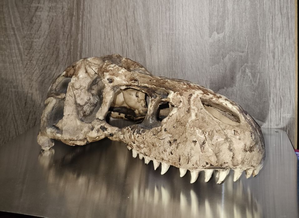 Exo Terra czaszka tyranozaura duża do terrarium