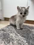 Cudowne dwa kociaki