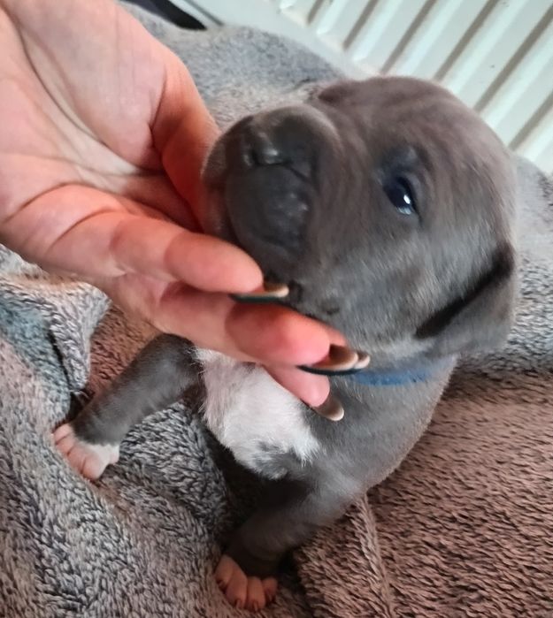 Piesek, American Staffordshire Terrier, Amstaff