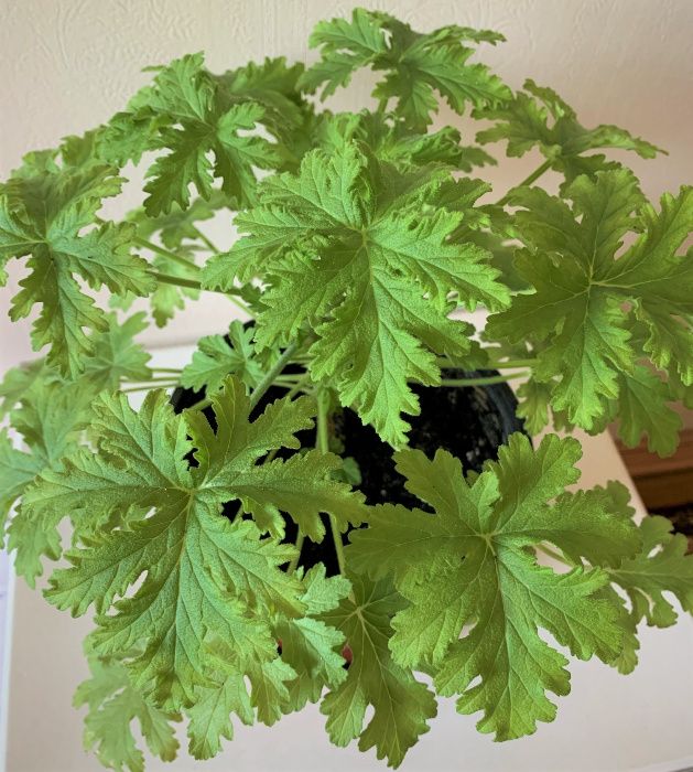 Герань душистая лечебная (Pelargonium graveolens hort)