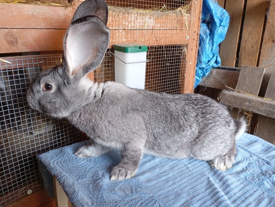 Belgijski Olbrzym Szynszylowy