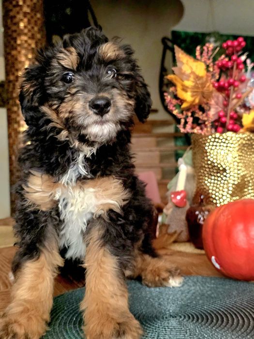 Aussiedoodle sliczny  chlopak paszport