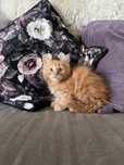 Kotka rasy Maine Coon
