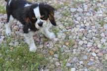 Cavalier- piesek wyjątkowej urody