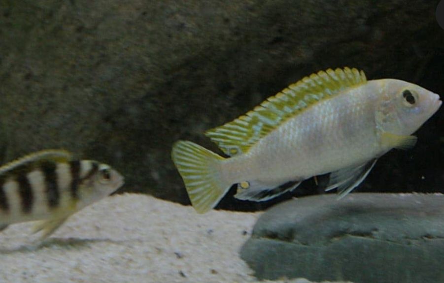 Labidocromis perlemut  reef casal