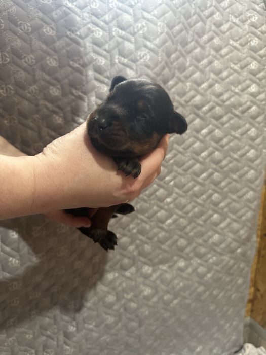 Пропоную цуценят добермана