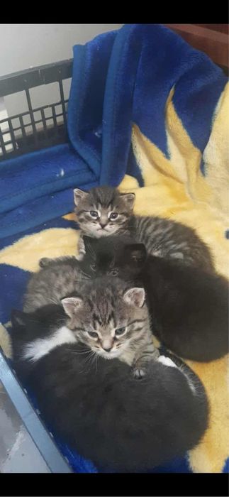 ZA DARMO oddam śliczne małe kotki