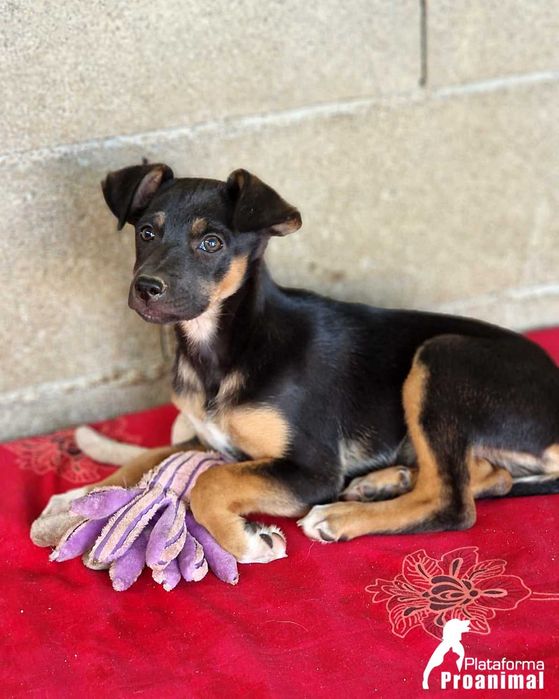 LEVI - Cãozinho bebe para Adoção