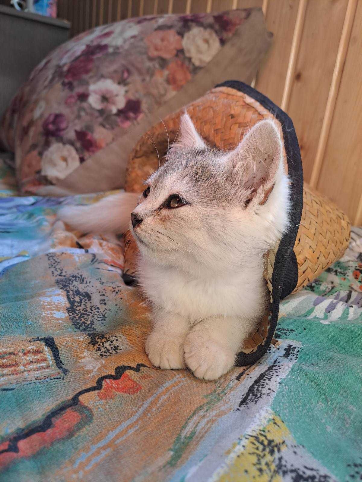 Продамо Кошенят!