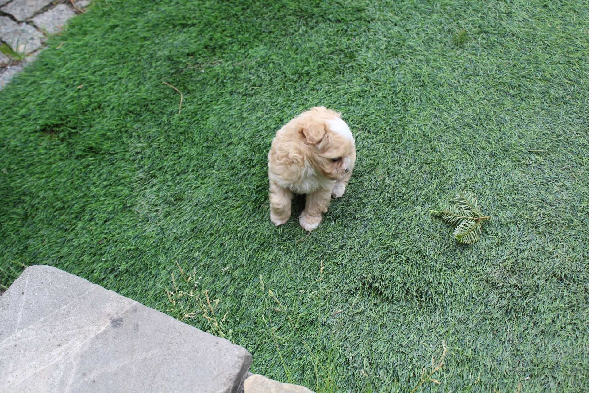 Maltipoo ,Śliczna Malutka Suczka