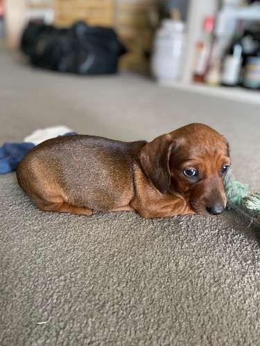 Маленька Такса Рудого Окрасу