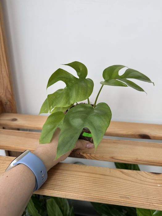 Монстера Мініма, Рафідофора, Monstera Minima, Rhaphidophora
