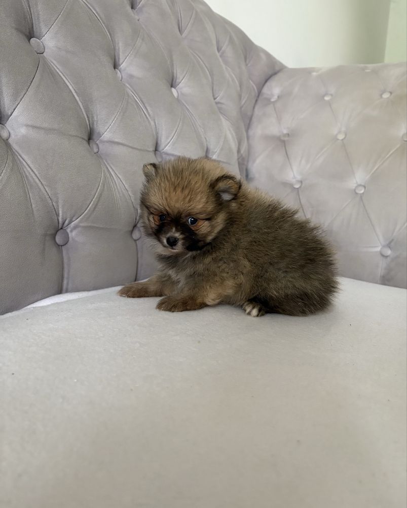 Pomeranian Szpic Miniaturowy