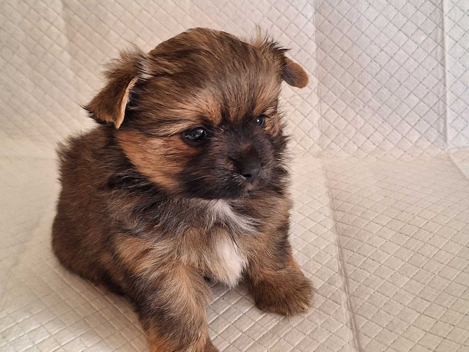 Sunia Yoranian hybryda