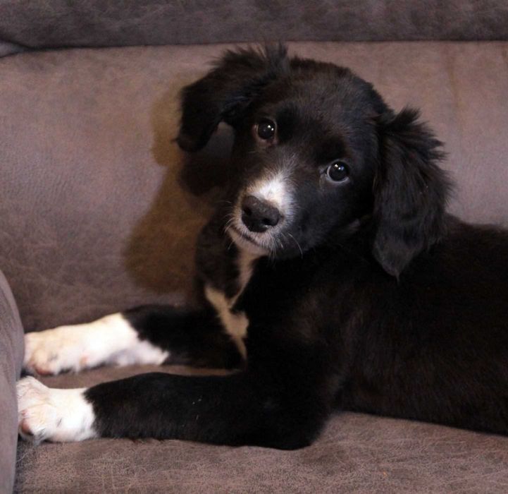 Хвостате щастя для Вас!