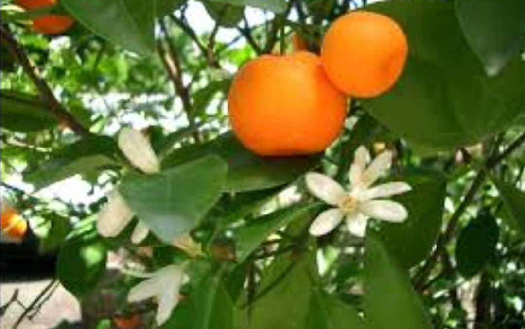Árvores de limas, tangerinas, laranjas, toranjas e limões