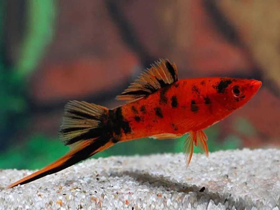 Mieczyk Hellera (Xiphophorus helleri) WYSYŁKA AKWAWIN